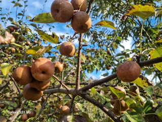 대봉매실 인생이막님의 작성글 사진