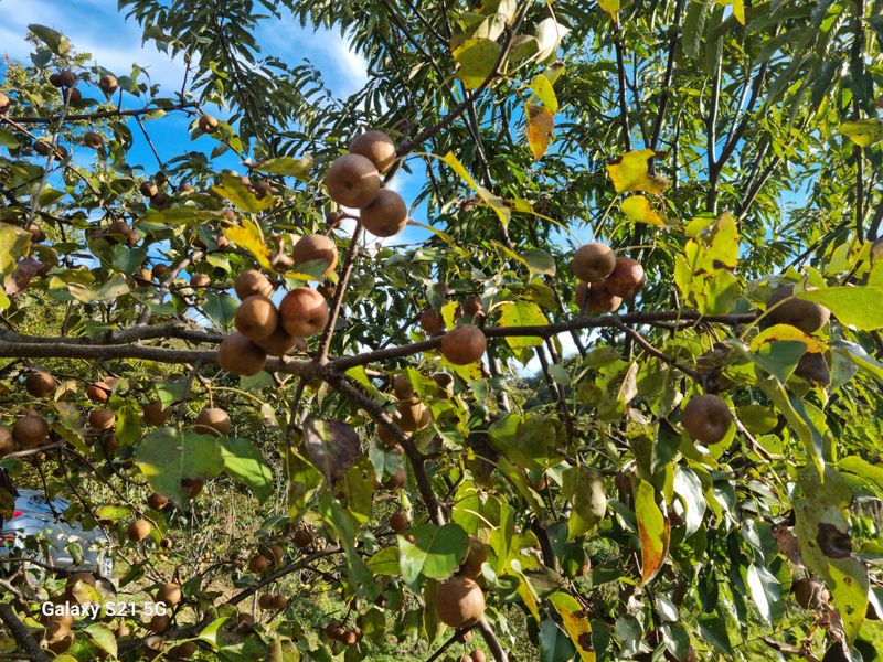 대봉매실 인생이막님의 장터 판매 상품 [토종 약돌배 5kg ] 첨부 사진