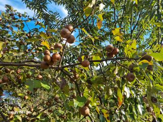 대봉매실 인생이막님의 작성글 사진