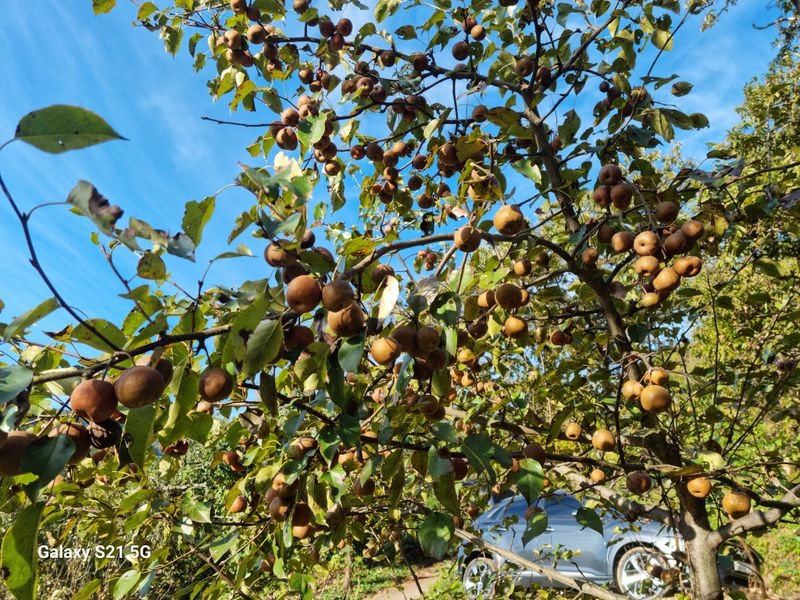 대봉매실 인생이막님의 장터 판매 상품 [토종 약돌배 5kg ] 첨부 사진