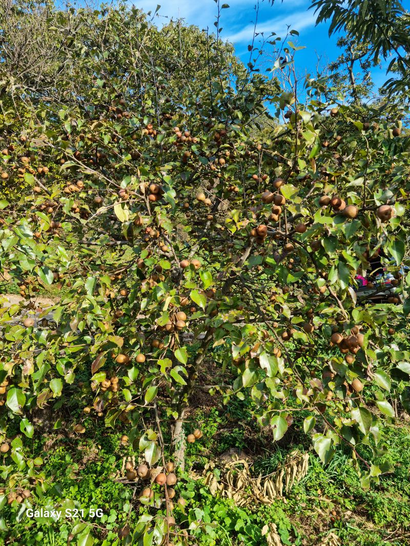 대봉매실 인생이막님의 장터 판매 상품 [토종 약돌배 5kg ] 첨부 사진
