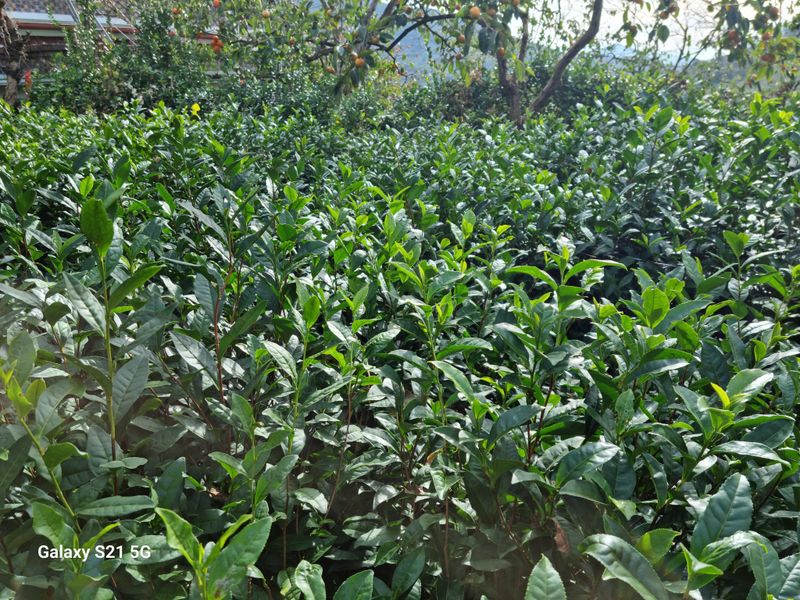 대봉매실주말농부님의 장터 판매 상품 [토종 건조약돌배 1팩(600)g] 첨부 사진