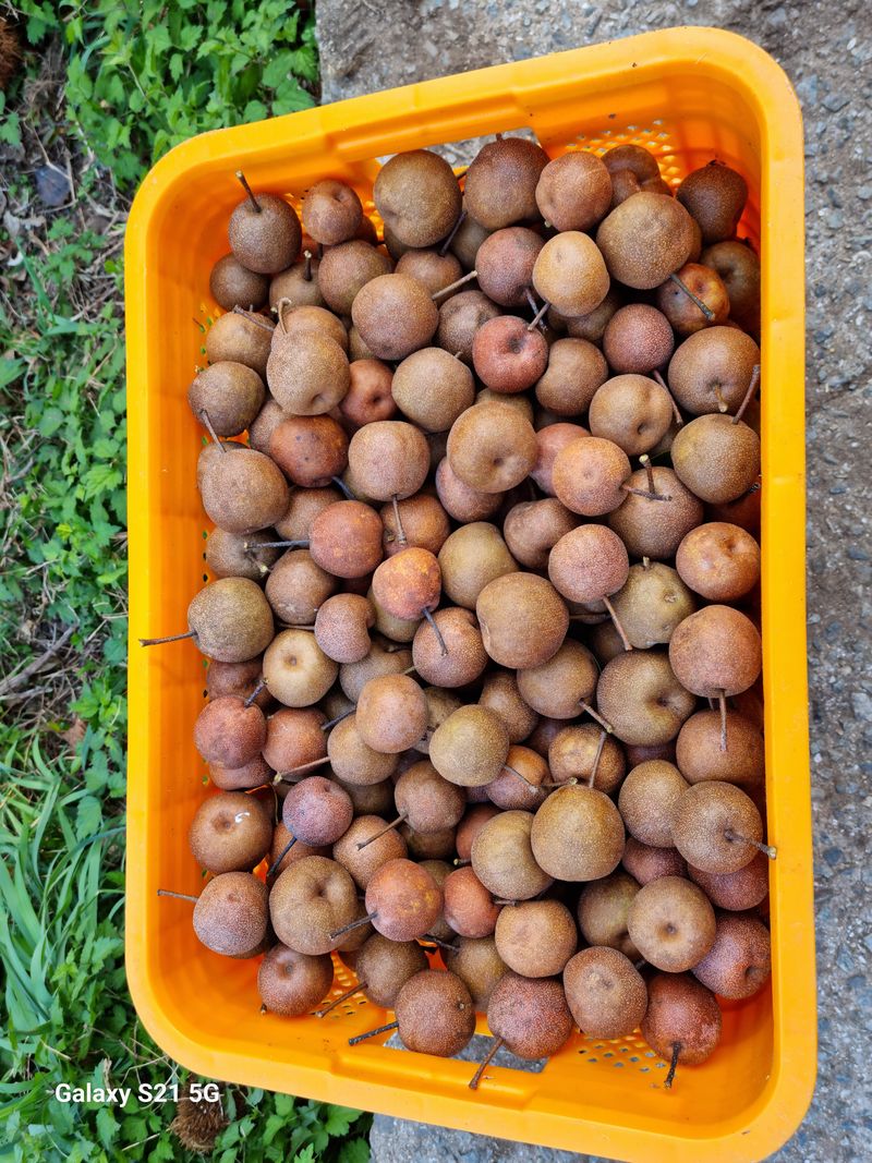 대봉매실주말농부님의 장터 판매 상품 [토종 건조약돌배 1팩(600)g] 첨부 사진