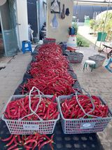 팜모닝 ↑ 윷놀이 하고 추석덕담 하기·참여글 게시글 이미지