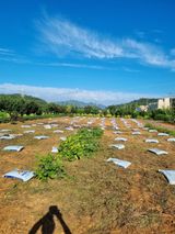 팜모닝 ↑ 윷놀이 하고 추석덕담 하기·참여글 게시글 이미지