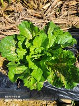 팜모닝 배추·병해충상담 게시글 이미지