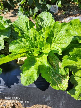 金鎭님의 배추 · 병해충상담 작성글 사진