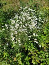 팜모닝 기타작물·영농일지 게시글 이미지