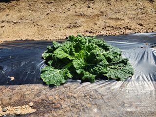 지천연님의 배추 · 병해충상담 작성글 사진