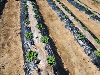 지천연님의 배추 · 병해충상담 작성글 사진