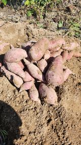 팜모닝 고구마·자유게시판 게시글 이미지