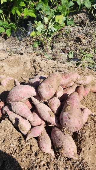 허송범님의 고구마 · 자유게시판 작성글 사진