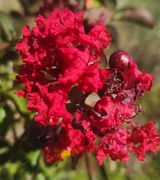 팜모닝 ↑ 윷놀이 하고 추석덕담 하기·참여글 게시글 이미지