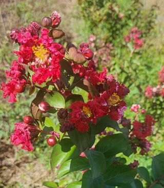 이재오님의 ↑ 윷놀이 하고 추석덕담 하기 · 참여글 작성글 사진