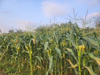 김영복 19146님의 ↑ 윷놀이 하고 추석덕담 하기 · 참여글 작성글 사진