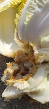 팜모닝 배추·병해충상담 게시글 이미지