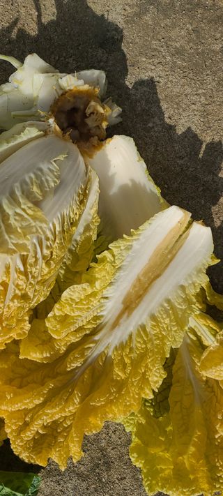 akira님의 배추 · 병해충상담 작성글 사진