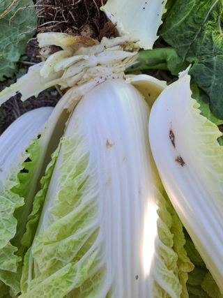 akira님의 배추 · 병해충상담 작성글 사진