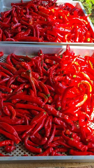 밭이랑님의 ↑ 윷놀이 하고 추석덕담 하기 · 참여글 작성글 사진