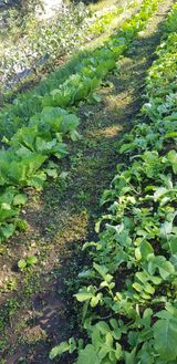 팜모닝 파·자유게시판 게시글 이미지