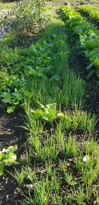 오현백님의 파 · 자유게시판 작성글 사진