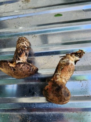 귀요미맘님의 버섯 · 일상 작성글 사진