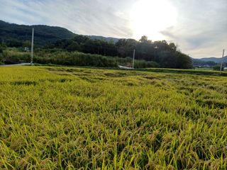 한재승님의 벼 · 영농일지 작성글 사진