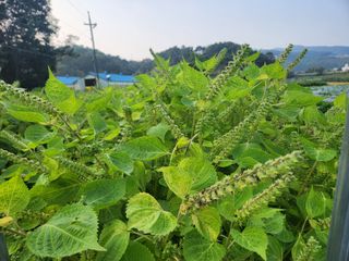 HYUN님의 들깨 · 자유게시판 작성글 사진