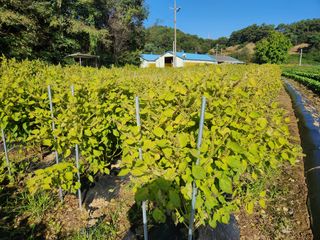 HYUN님의 들깨 · 자유게시판 작성글 사진