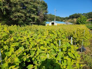 HYUN님의 들깨 · 자유게시판 작성글 사진