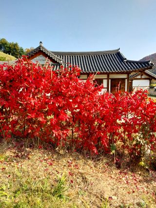 윤홍규님의 ↑ 윷놀이 하고 추석덕담 하기 · 참여글 작성글 사진