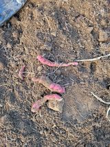 팜모닝 고구마·자유게시판 게시글 이미지