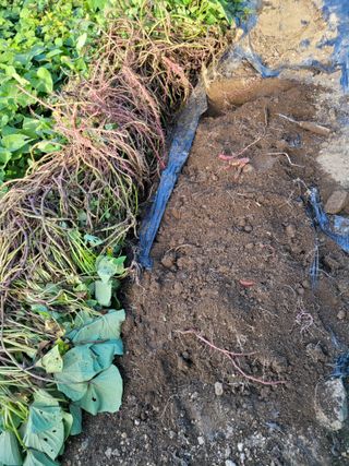 김유숙님의 고구마 · 자유게시판 작성글 사진