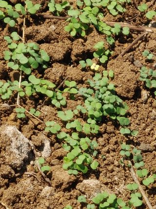 농부.금리나님의 ↑ 윷놀이 하고 추석덕담 하기 · 참여글 작성글 사진