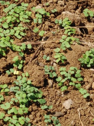 농부.금리나님의 ↑ 윷놀이 하고 추석덕담 하기 · 참여글 작성글 사진