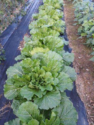 조동원님의 자유주제 · 자유게시판 작성글 사진