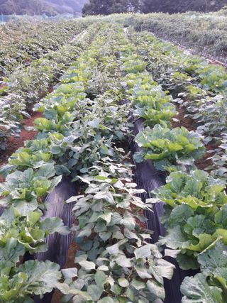 조동원님의 자유주제 · 자유게시판 작성글 사진