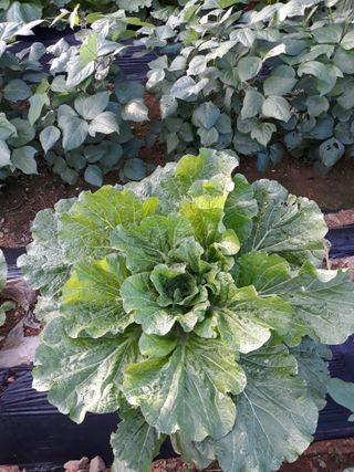 조동원님의 자유주제 · 자유게시판 작성글 사진