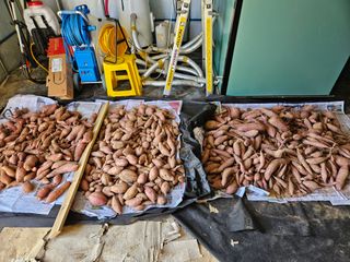 마중물0715님의 고구마 · 자유게시판 작성글 사진