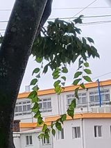 팜모닝 ↑ 윷놀이 하고 추석덕담 하기·참여글 게시글 이미지