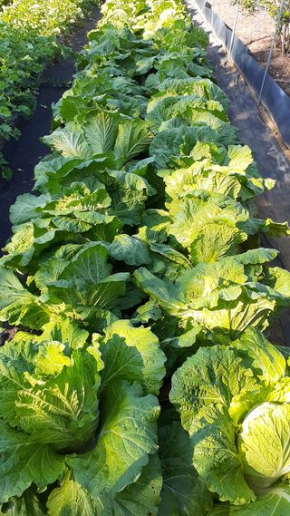 초보텃밭님의 자유주제 · 자유게시판 작성글 사진