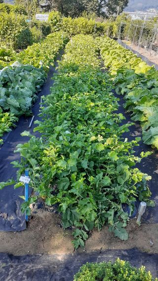 초보텃밭님의 자유주제 · 자유게시판 작성글 사진