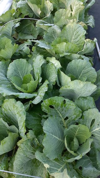 초보텃밭님의 자유주제 · 자유게시판 작성글 사진