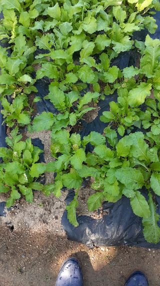 초보텃밭님의 자유주제 · 자유게시판 작성글 사진