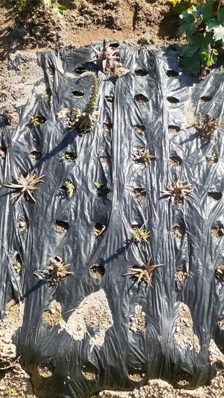 초보텃밭님의 자유주제 · 자유게시판 작성글 사진