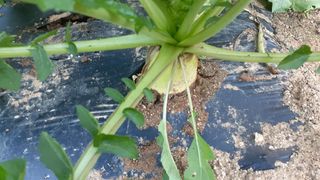 초보텃밭님의 자유주제 · 자유게시판 작성글 사진