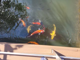 도덕순님의 ↑ 윷놀이 하고 추석덕담 하기 · 참여글 작성글 사진