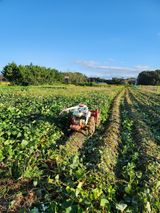 팜모닝 ↑ 윷놀이 하고 추석덕담 하기·참여글 게시글 이미지