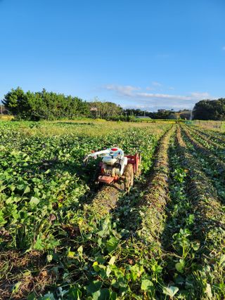 청송농장16987님의 ↑ 윷놀이 하고 추석덕담 하기 · 참여글 작성글 사진