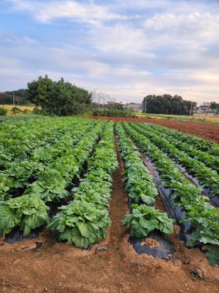 청송농장16987님의 ↑ 윷놀이 하고 추석덕담 하기 · 참여글 작성글 사진